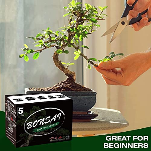 Meekear Bonsai Tree Kit with Complete Plant Growing Tools, Grow in Pot Indoor Bonsai Tree Starter Kit, Home Gardening DIY Gift for Adult (Growing into Acacia, Wisteria, Sakura, Red Maple, Black Pine)