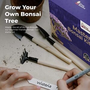 Master Bonsai Kit - Bonsai Plant Growing Kit - Professional Growing and Styling Bonsai Set - Japanese Bonsai - Become Bonsai Master - Ideal Bonsai Tree Seed Kit for Indoor Garden Gardening