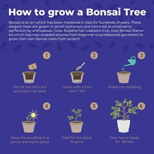 Master Bonsai Kit - Bonsai Plant Growing Kit - Professional Growing and Styling Bonsai Set - Japanese Bonsai - Become Bonsai Master - Ideal Bonsai Tree Seed Kit for Indoor Garden Gardening