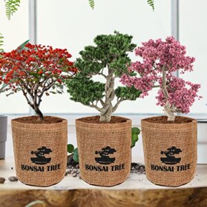 Meekear Bonsai Tree Kit with Complete Growing Starter Kit, Great Potted Growing DIY Gift for Adults