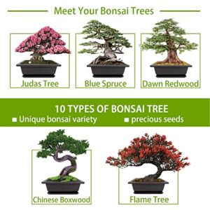 Meekear 10 Bonsai Seeds Kit, Growing into Acacia, Wisteria, Sakura, Red Maple, Black Pine, Blue Spruce, Chinese Boxwood, Dawn Redwood, Flame Tree, Judas Tree for Indoor Outdoor Garden DIY Gifts