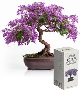 bonsai starter kit – 1x bonsai tree | complete indoor starter kit for growing plants with bonsai seeds, tools & planters – gardening gifts for women & men