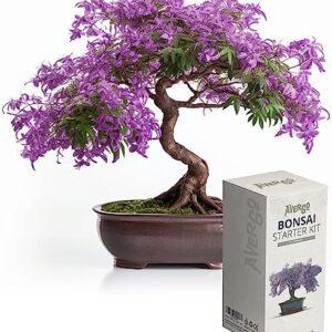 Bonsai Starter Kit – 1x Bonsai Tree | Complete Indoor Starter Kit for Growing Plants with Bonsai Seeds, Tools & Planters – Gardening Gifts for Women & Men