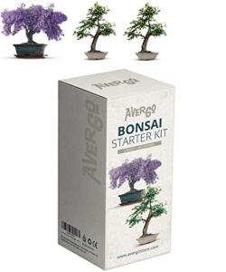 bonsai tree seed kit - japanese bonsai trees 1x jacaranda + 2x locust | complete indoor starter kit for growing bonsai seeds + tools + planters | gardening gifts for women & men