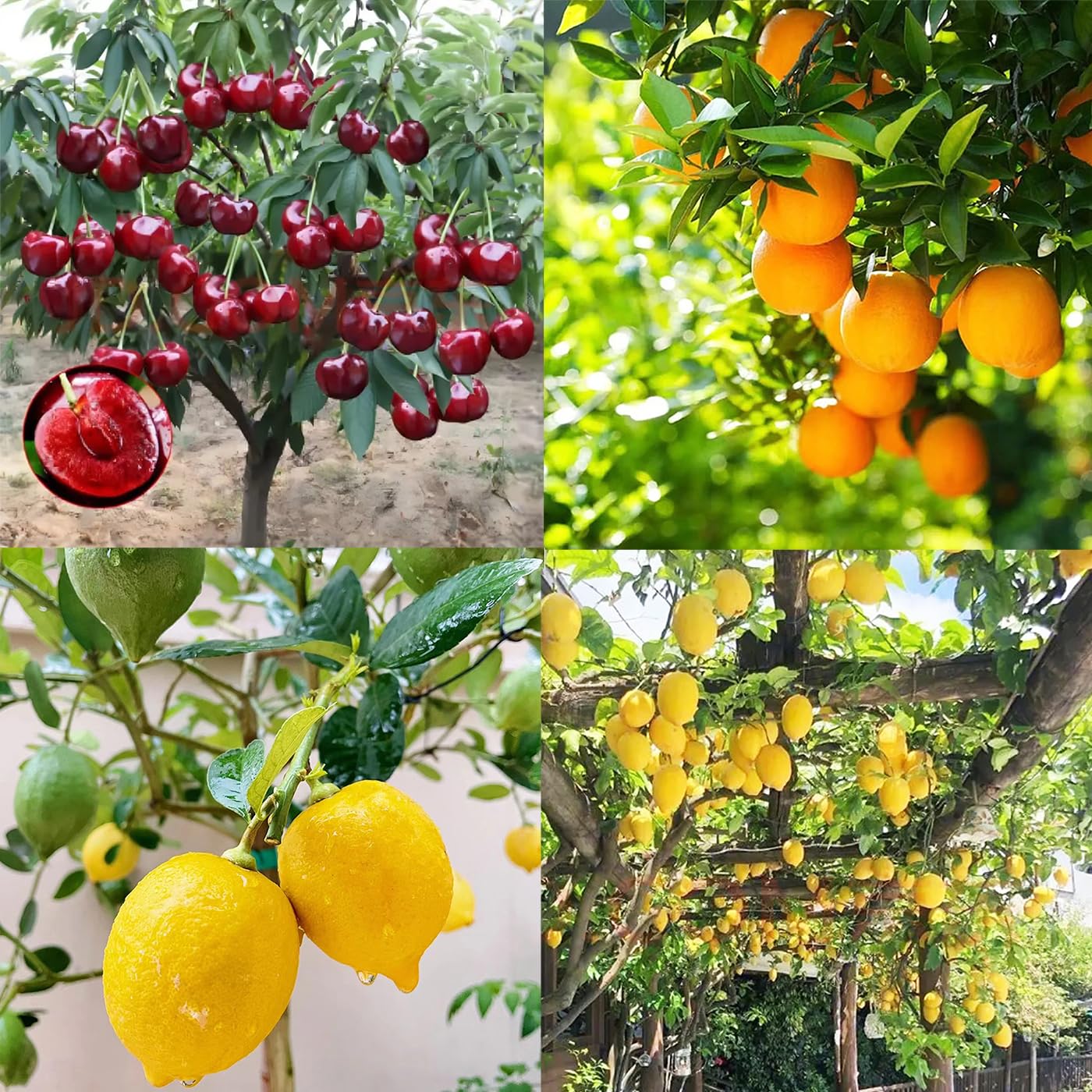 150+ Pcs Seeds Dwarf Bonsai Fruit Tree Seeds Non-GMO for Planting Lemon Cherry Orange Tree Seed(50 Pcs for 3 Pack)