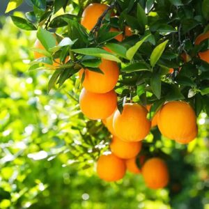 150+ Pcs Seeds Dwarf Bonsai Fruit Tree Seeds Non-GMO for Planting Lemon Cherry Orange Tree Seed(50 Pcs for 3 Pack)