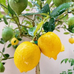 150+ Pcs Seeds Dwarf Bonsai Fruit Tree Seeds Non-GMO for Planting Lemon Cherry Orange Tree Seed(50 Pcs for 3 Pack)