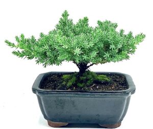 live dwarf juniper bonsai tree | indoor/outdoor | 100% handcrafted| home and office décor | best gift for holiday