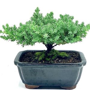 Live Dwarf Juniper Bonsai Tree | Indoor/Outdoor | 100% Handcrafted| Home and Office Décor | Best Gift for Holiday