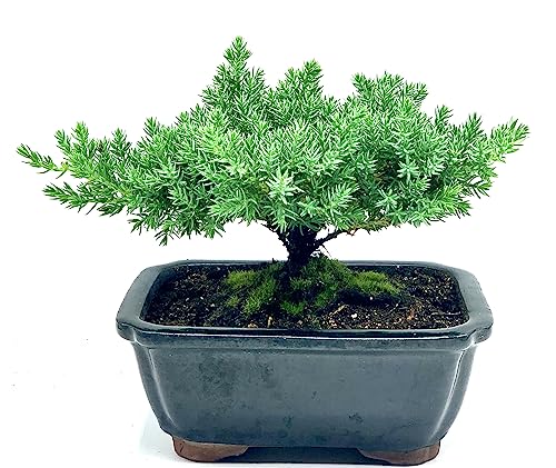 Live Dwarf Juniper Bonsai Tree | Indoor/Outdoor | 100% Handcrafted| Home and Office Décor | Best Gift for Holiday