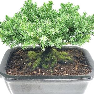 Live Dwarf Juniper Bonsai Tree | Indoor/Outdoor | 100% Handcrafted| Home and Office Décor | Best Gift for Holiday