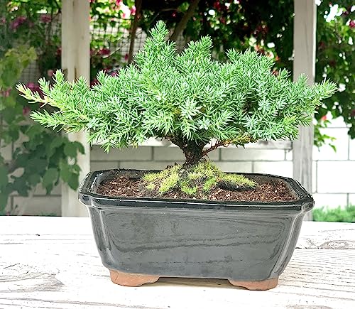 Live Dwarf Juniper Bonsai Tree | Indoor/Outdoor | 100% Handcrafted| Home and Office Décor | Best Gift for Holiday