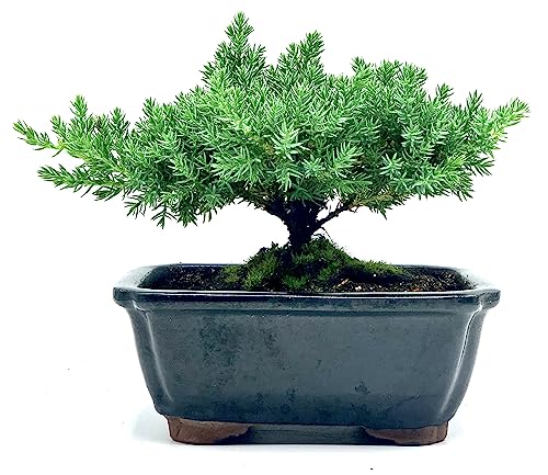 Live Dwarf Juniper Bonsai Tree | Indoor/Outdoor | 100% Handcrafted| Home and Office Décor | Best Gift for Holiday