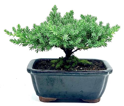 Live Dwarf Juniper Bonsai Tree | Indoor/Outdoor | 100% Handcrafted| Home and Office Décor | Best Gift for Holiday