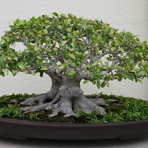 100 Pcs Banyan Seeds Bonsai Tree Seeds Indoor and Outdoor Bonsai Seed for Home Yard Garden Decor Easy to Grow