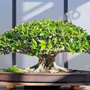 100 Pcs Banyan Seeds Bonsai Tree Seeds Indoor and Outdoor Bonsai Seed for Home Yard Garden Decor Easy to Grow