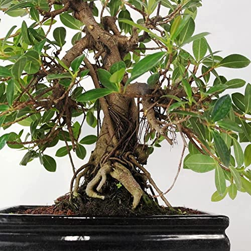 100 Pcs Banyan Seeds Bonsai Tree Seeds Indoor and Outdoor Bonsai Seed for Home Yard Garden Decor Easy to Grow