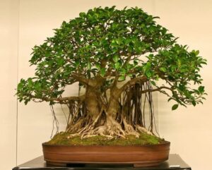 100 pcs banyan seeds rare bonsai tree seeds indoor and outdoor bonsai seed for home yard garden decor easy to grow