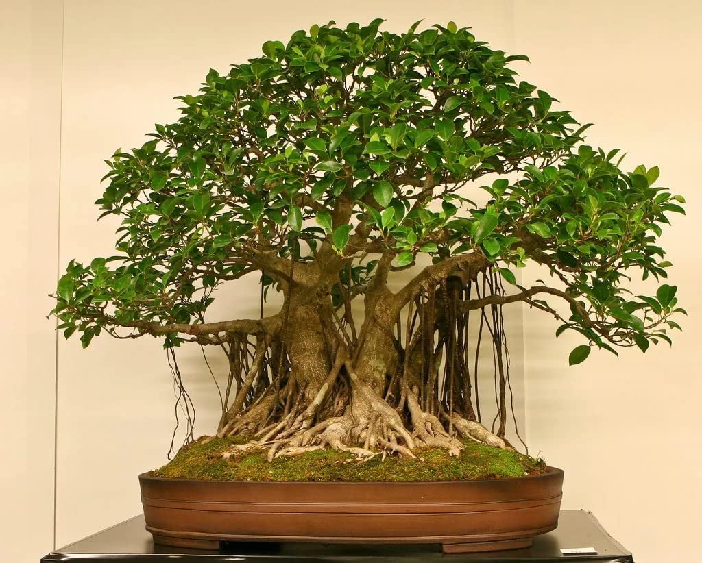 100 Pcs Banyan Seeds Rare Bonsai Tree Seeds Indoor and Outdoor Bonsai Seed for Home Yard Garden Decor Easy to Grow