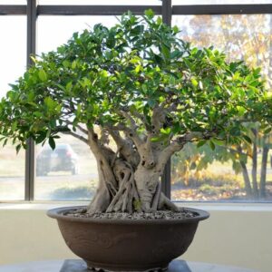 100 Pcs Banyan Seeds Rare Bonsai Tree Seeds Indoor and Outdoor Bonsai Seed for Home Yard Garden Decor Easy to Grow