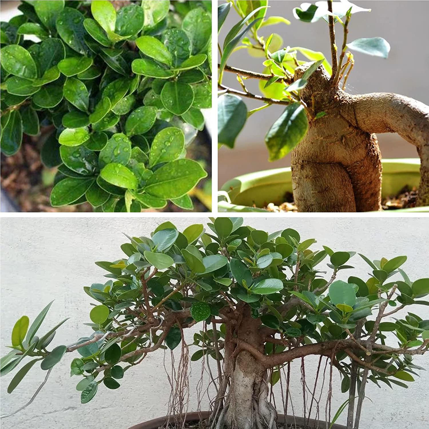 100 Pcs Banyan Seeds Rare Bonsai Tree Seeds Indoor and Outdoor Bonsai Seed for Home Yard Garden Decor Easy to Grow