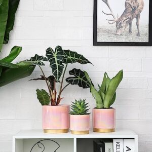 Gepege Pink Indoor Plant Pots for Plants, Ceramic Planter with Drainage Hole, 6.0 inch+5.0 Inch+4.0 Inch. Succulent Orchid Flower Pot - Rainbow Pearl Glaze