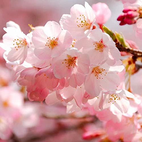 35+ Pcs Bonsai Tree Japanese Sakura Seeds, Rare Japanese Cherry Blossoms Flowers Seeds for Planting, Pink Prunus Serrulata Seeds SB0