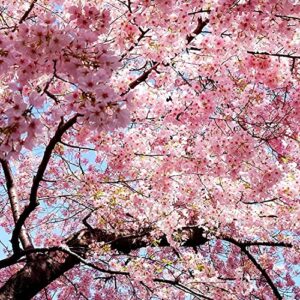 35+ Pcs Bonsai Tree Japanese Sakura Seeds, Rare Japanese Cherry Blossoms Flowers Seeds for Planting, Pink Prunus Serrulata Seeds SB0