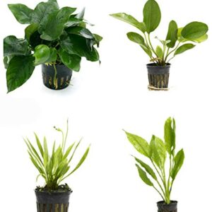 4 Potted Live Aquarium Plants Bundle - Anubia, Amazon Sword, Kleiner Bar, Narrow Leaf