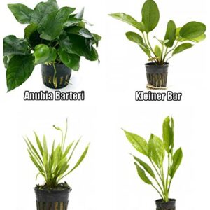 4 Potted Live Aquarium Plants Bundle - Anubia, Amazon Sword, Kleiner Bar, Narrow Leaf