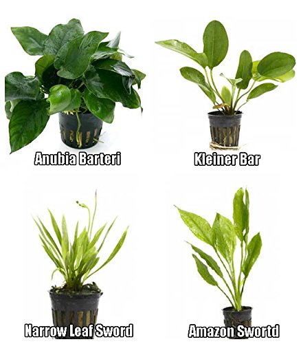 4 Potted Live Aquarium Plants Bundle - Anubia, Amazon Sword, Kleiner Bar, Narrow Leaf