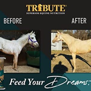 TRIBUTE Kalmbach Feeds Growth Pellets for Horse, 50 lb