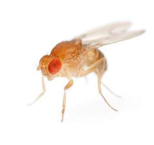 Insectsales.com Hydei Fruit Fly Starter Culture (Flightless - Drosophila Hydei) (A) Culture Only