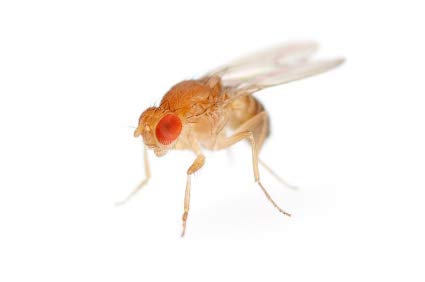 Insectsales.com Hydei Fruit Fly Starter Culture (Flightless - Drosophila Hydei) (A) Culture Only