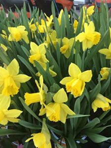 dutch master daffodils (25 bulbs) - yellow daffodil narcissus bulbs