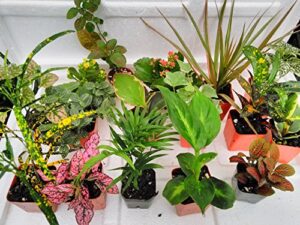terrarium & fairy garden plants - 6 plants in 2.5 (is approximately 4 to 6 inches height of the plant)