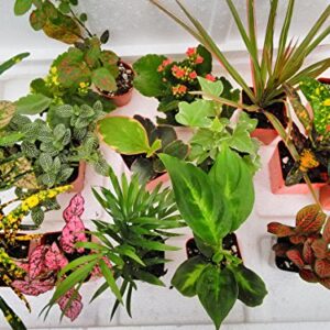 Terrarium & Fairy Garden Plants - 6 Plants in 2.5 (is Approximately 4 to 6 Inches Height of The Plant)