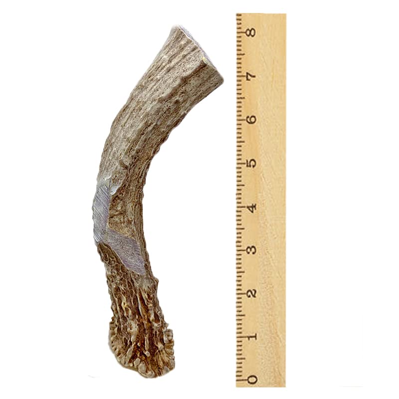 WhiteTail Naturals | Premium Deer Antlers for Dogs (Extra Large) | All Natural Antler Dog Chew | Naturally Shed, Long Lasting Chew Bone, Made in USA