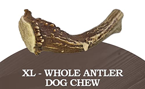 WhiteTail Naturals | Premium Deer Antlers for Dogs (Extra Large) | All Natural Antler Dog Chew | Naturally Shed, Long Lasting Chew Bone, Made in USA