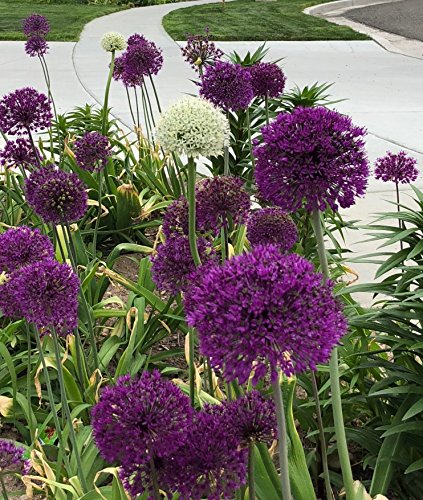 Daylily Nursery Thanos Allium Purple Blend 30 Bulbs-4-6 Inch Flower Diameter!