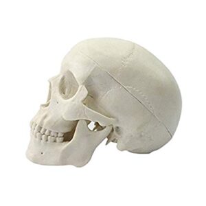ocean-aquarius mini human medical anatomical head bone skull bone model educational mini model