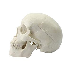 Ocean-Aquarius Mini Human Medical Anatomical Head Bone Skull Bone Model Educational Mini Model