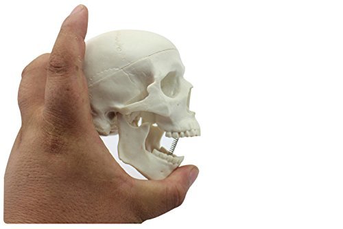 Ocean-Aquarius Mini Human Medical Anatomical Head Bone Skull Bone Model Educational Mini Model