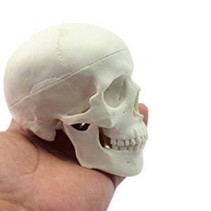 Ocean-Aquarius Mini Human Medical Anatomical Head Bone Skull Bone Model Educational Mini Model