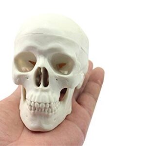 Ocean-Aquarius Mini Human Medical Anatomical Head Bone Skull Bone Model Educational Mini Model