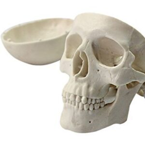 Ocean-Aquarius Mini Human Medical Anatomical Head Bone Skull Bone Model Educational Mini Model