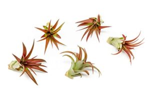 5 pack air plants red abdita tillandsia - medium air plants live variety pack - live succulent house plants - home holders and garden decor - easy care indoor and outdoor air plant