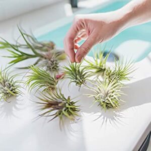 5 Pack Air Plants Red Abdita Tillandsia - Medium Air Plants Live Variety Pack - Live Succulent House Plants - Home Holders and Garden Decor - Easy Care Indoor and Outdoor Air Plant