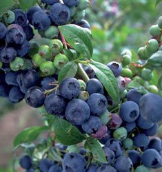 premier rabbiteye blueberry bush (2.5 quart) fruit-bearing deciduous shrub - full sun live outdoor plant