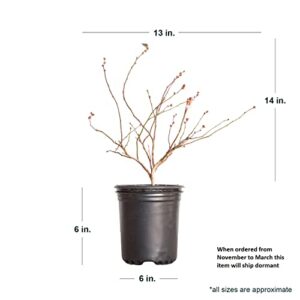 Premier Rabbiteye Blueberry Bush (2.5 Quart) Fruit-Bearing Deciduous Shrub - Full Sun Live Outdoor Plant